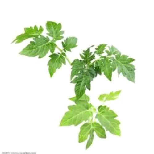 土豆蛋子