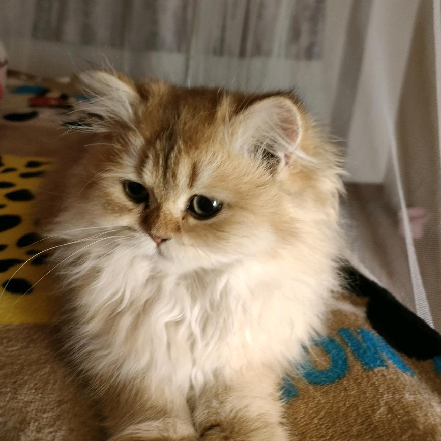 福萍