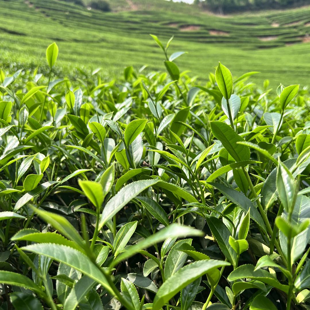 首采芽茶叶店