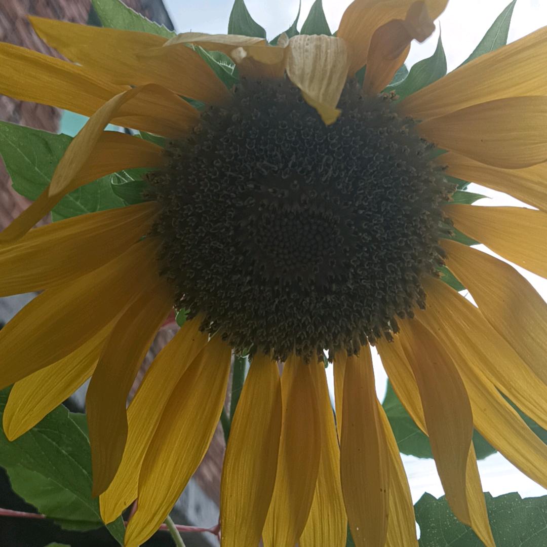 向日葵🌻🌻