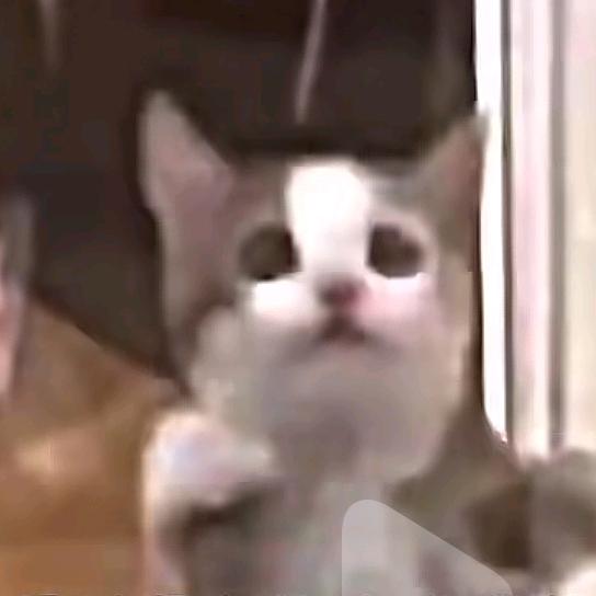 小鱼条me