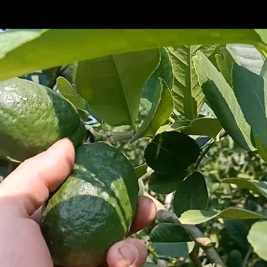 广东香水柠檬🍋