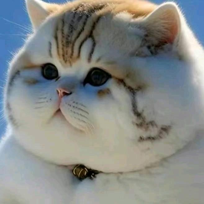 马大哈