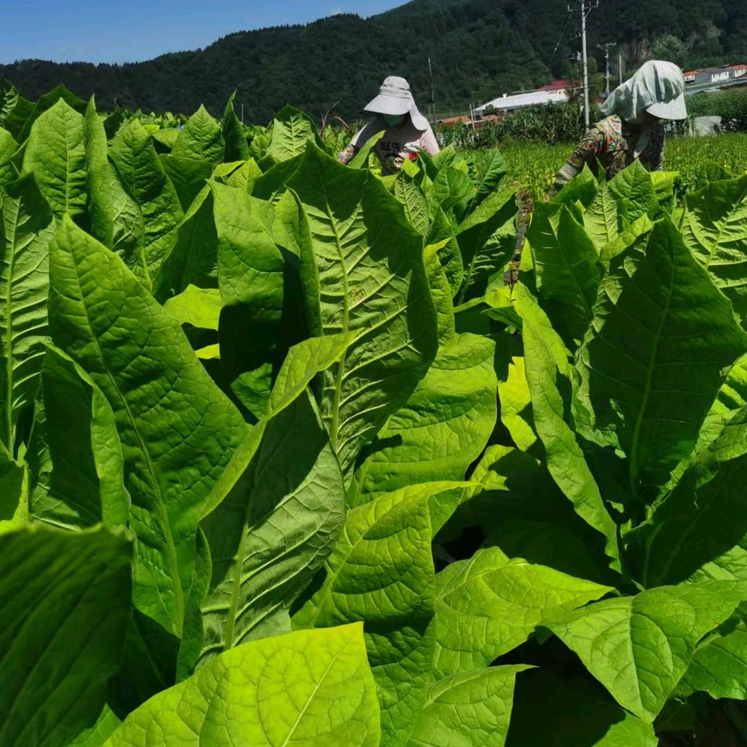 天高云淡