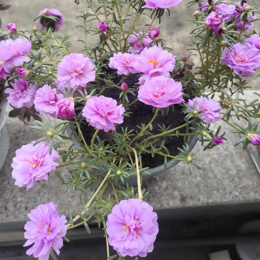 太阳🌸开