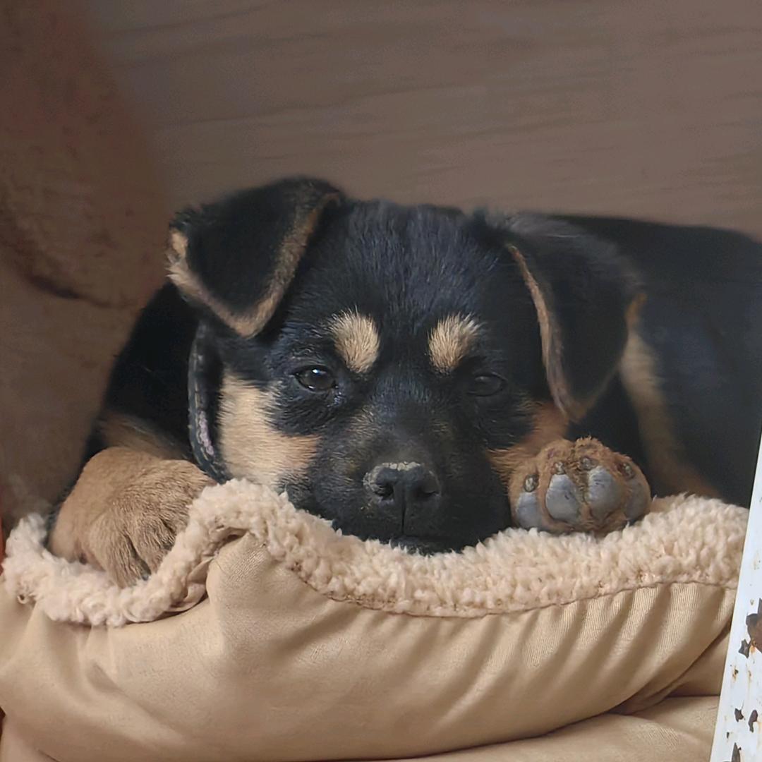 富贵是只粘人精