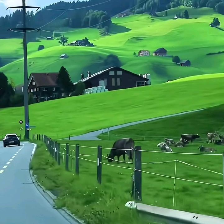 蒲公英
