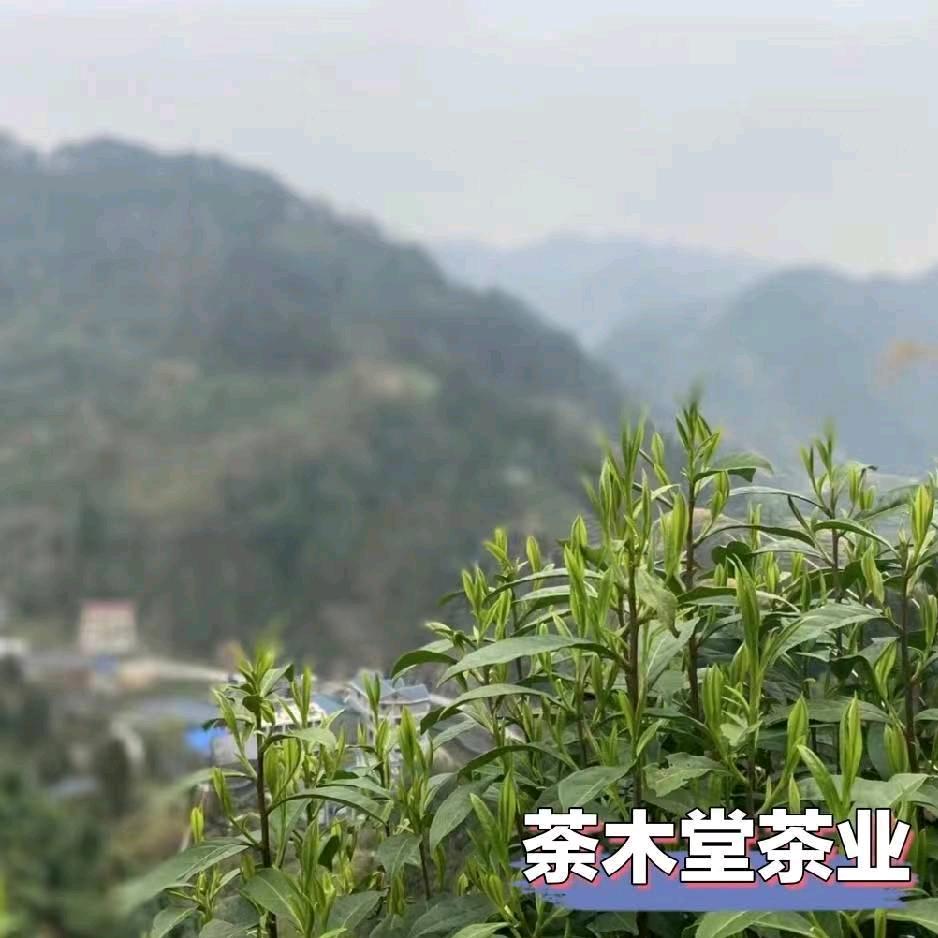 荼荼姐