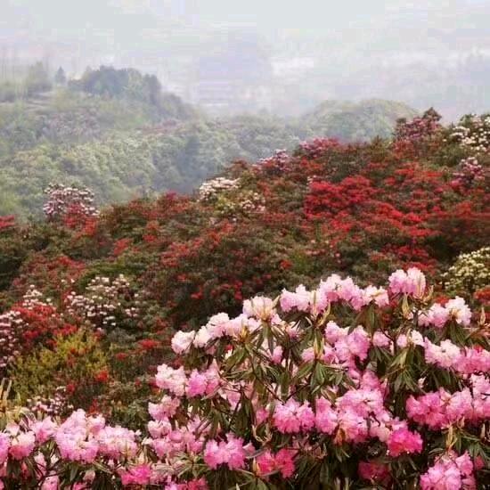 开心过好每一天💐((🌺⥎🌺))🌹