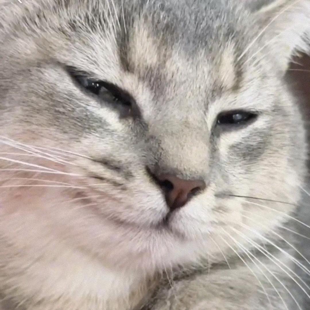 懒猫