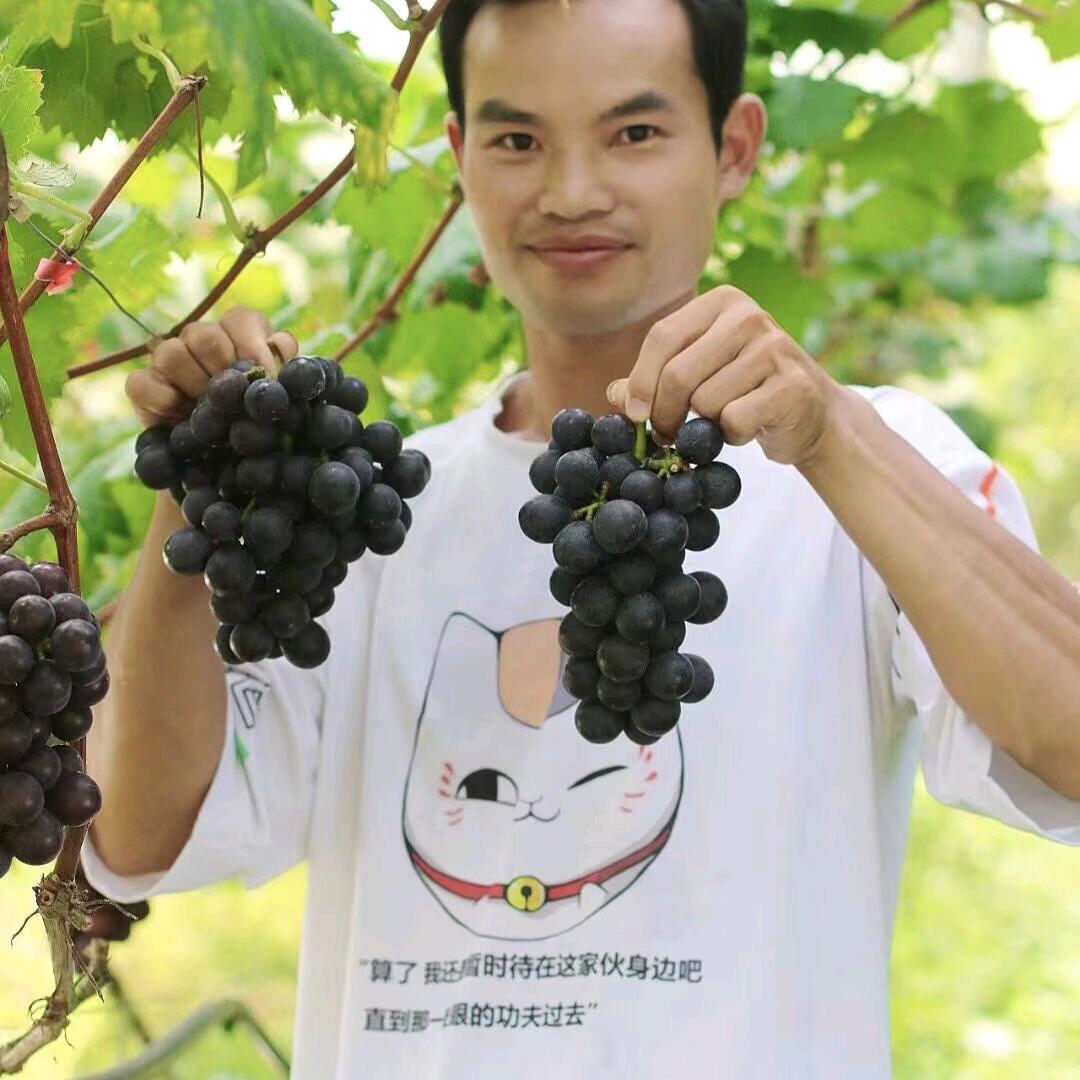 果农杨顺福