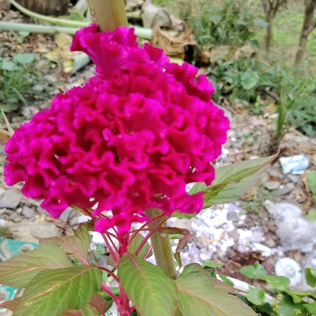 《一王情深》77年的🐍