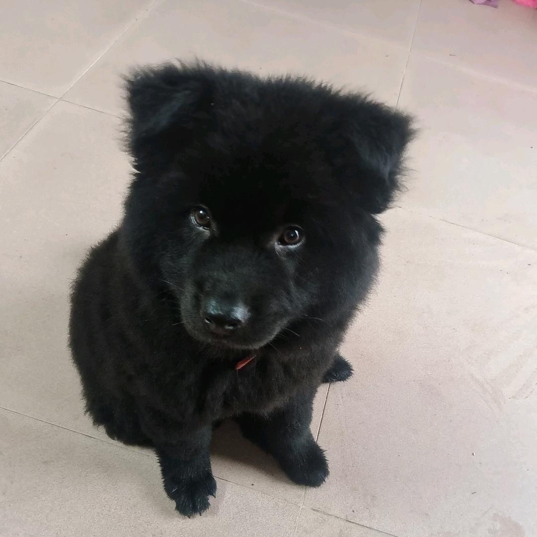 阿鲁卡
