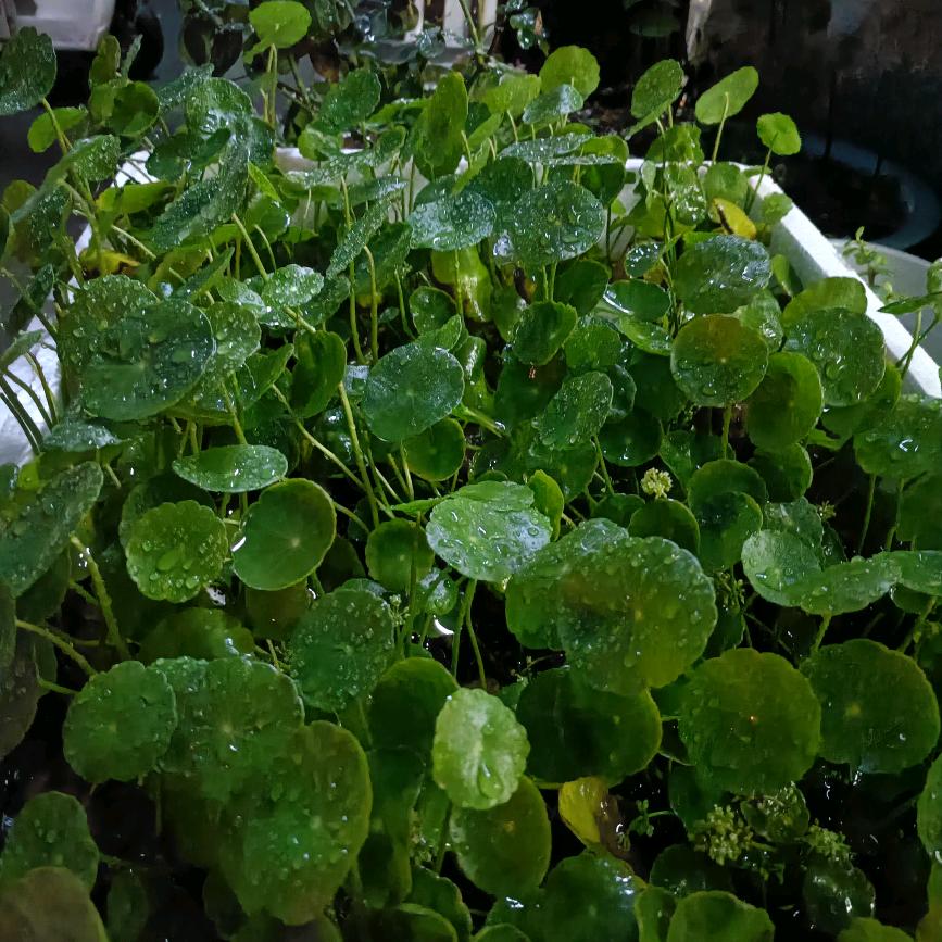 🪷小盼母鸡汤油饼