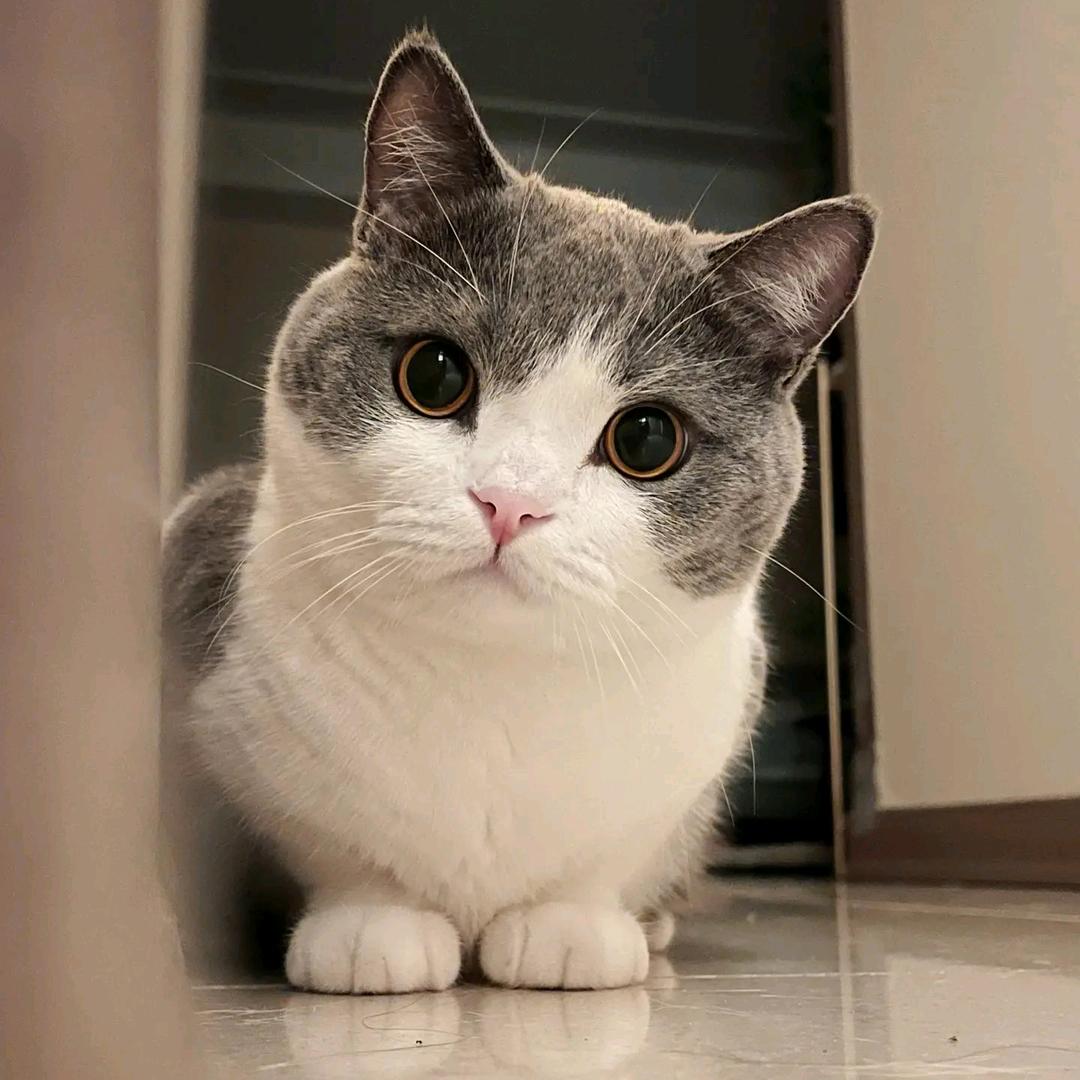 不吃鱼的猫