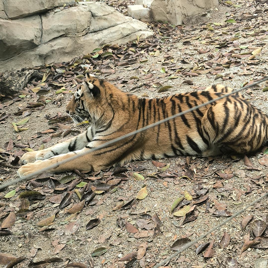 精密数车三次元