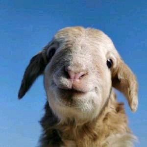 跑刀小子（三角洲）