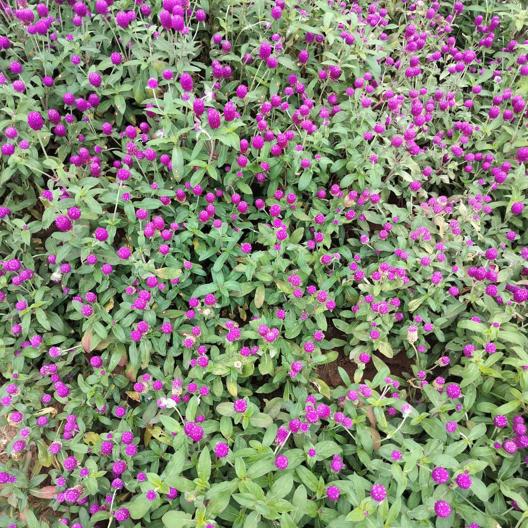 最美花季🌹