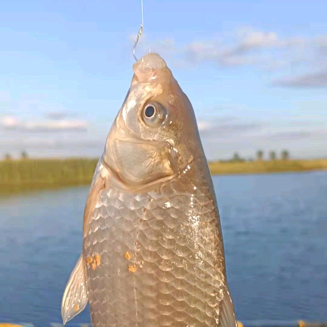 疯婆子钓鱼技巧