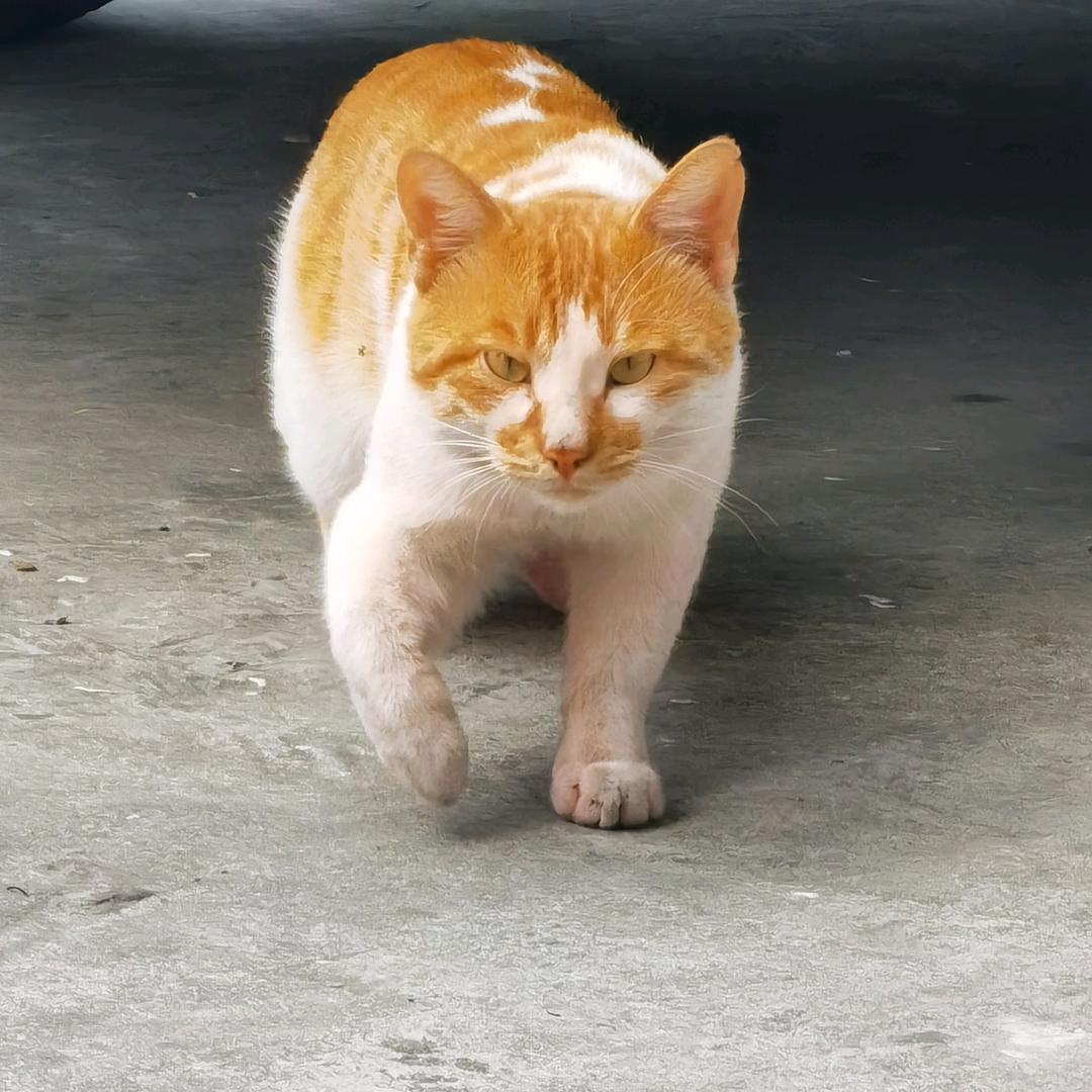 慕慕鱼