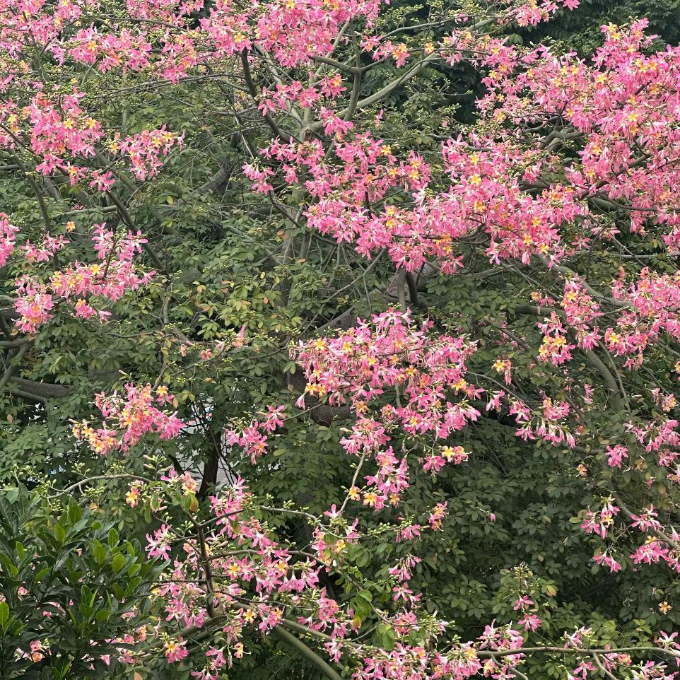 百花齐放