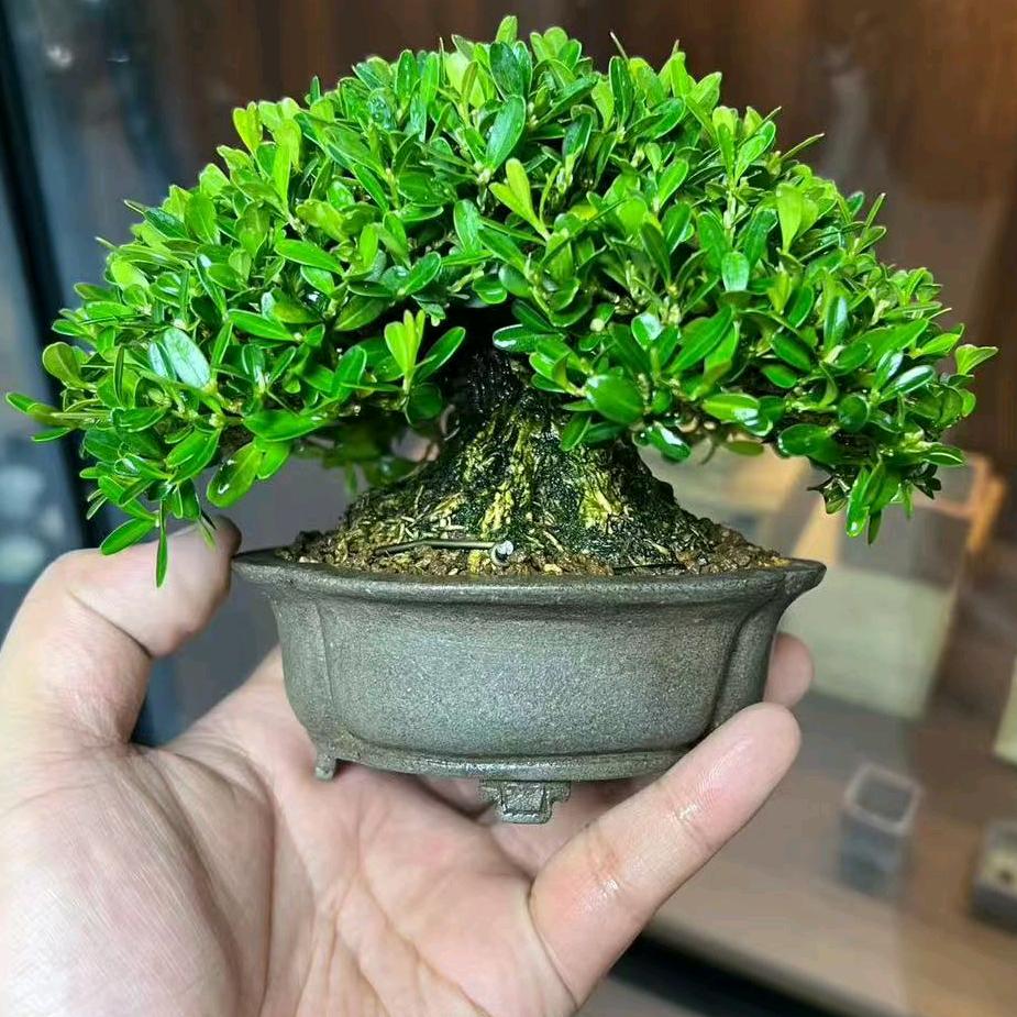 小熊猫园艺场