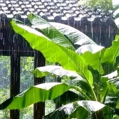 剪烛西窗雨打蕉