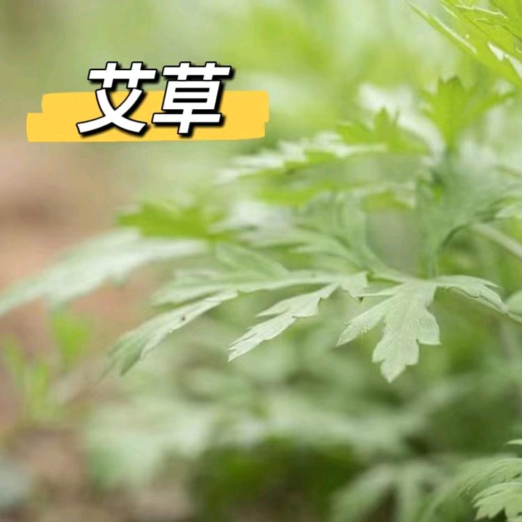 艾生活