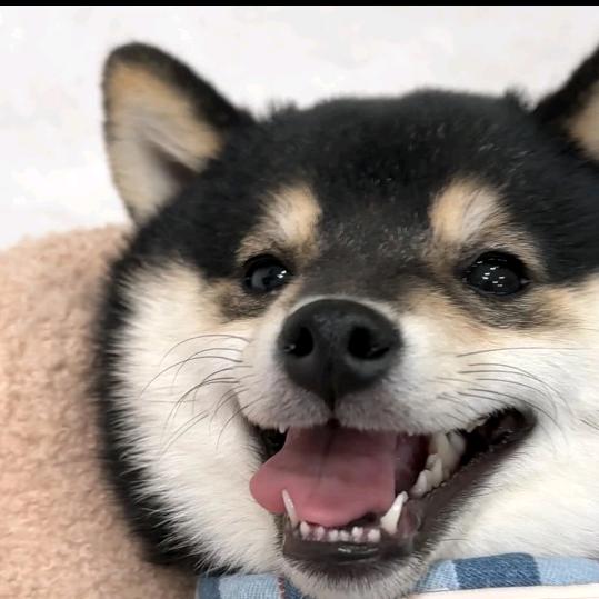 圆滚滚柴屋💕1⃣号