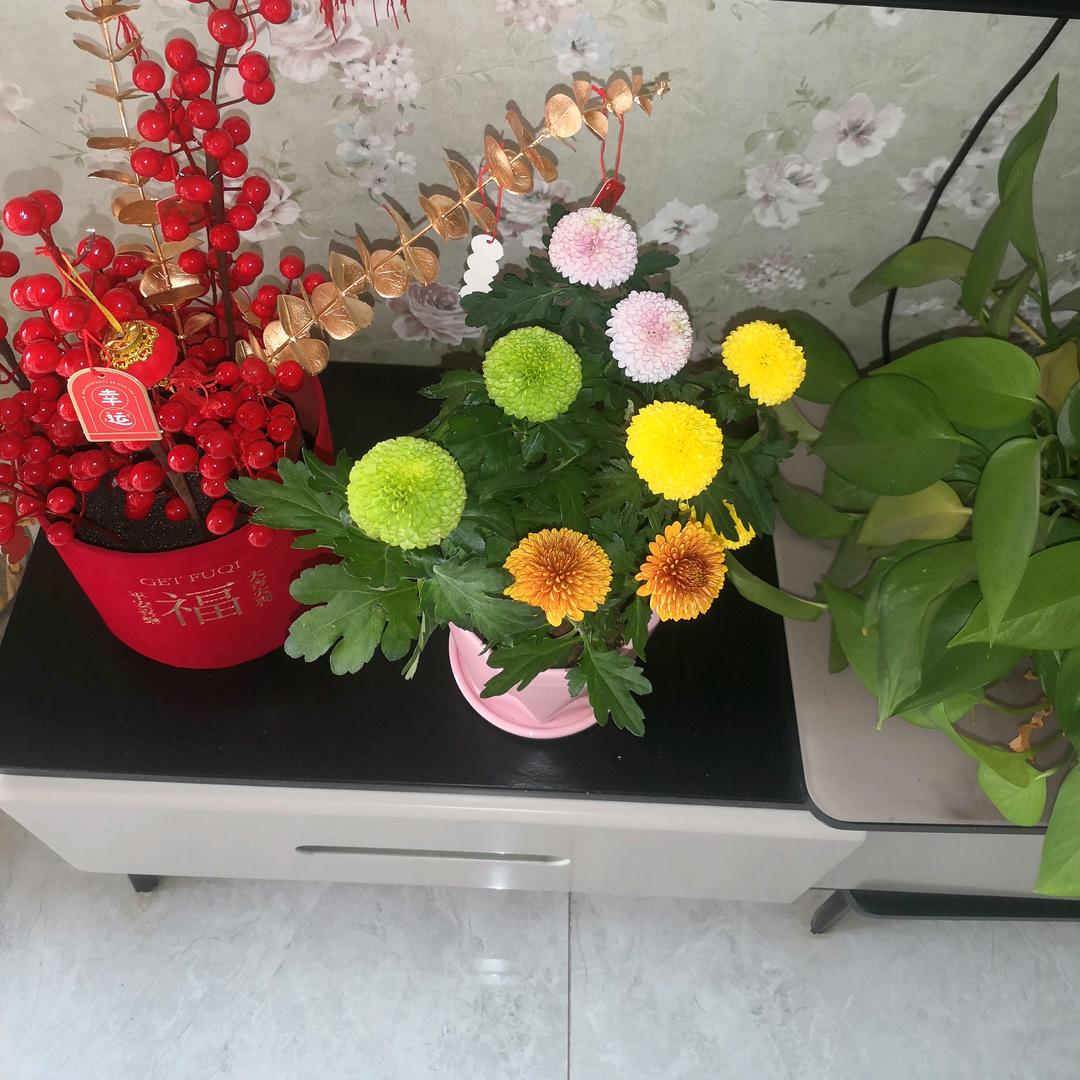 梅子。用户9068005932931