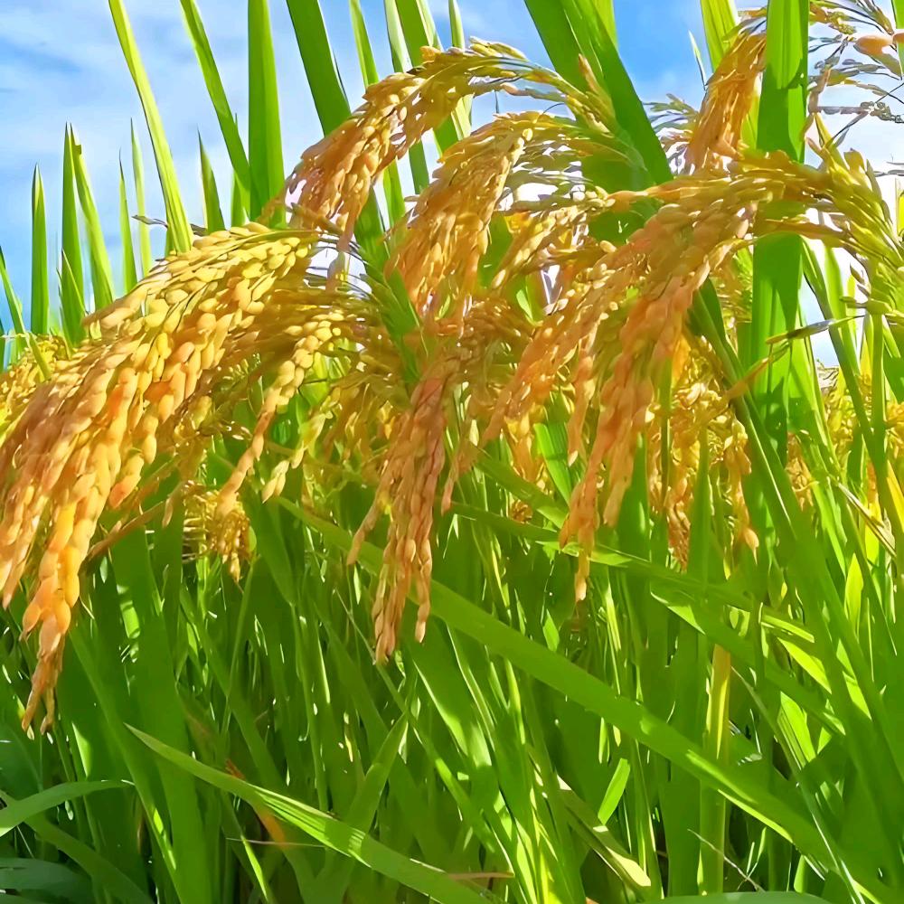 平安如意