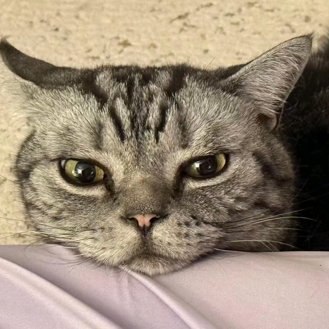 stop（铁血皮推版）