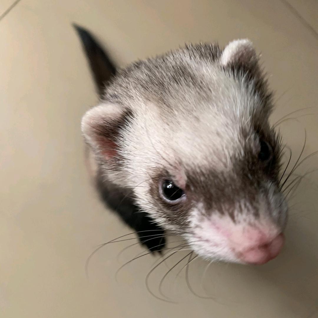 饥饿始终慢我一步