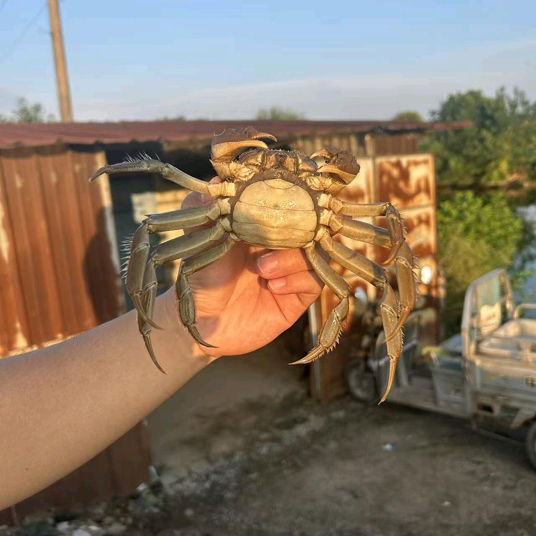 大晨子还需努力