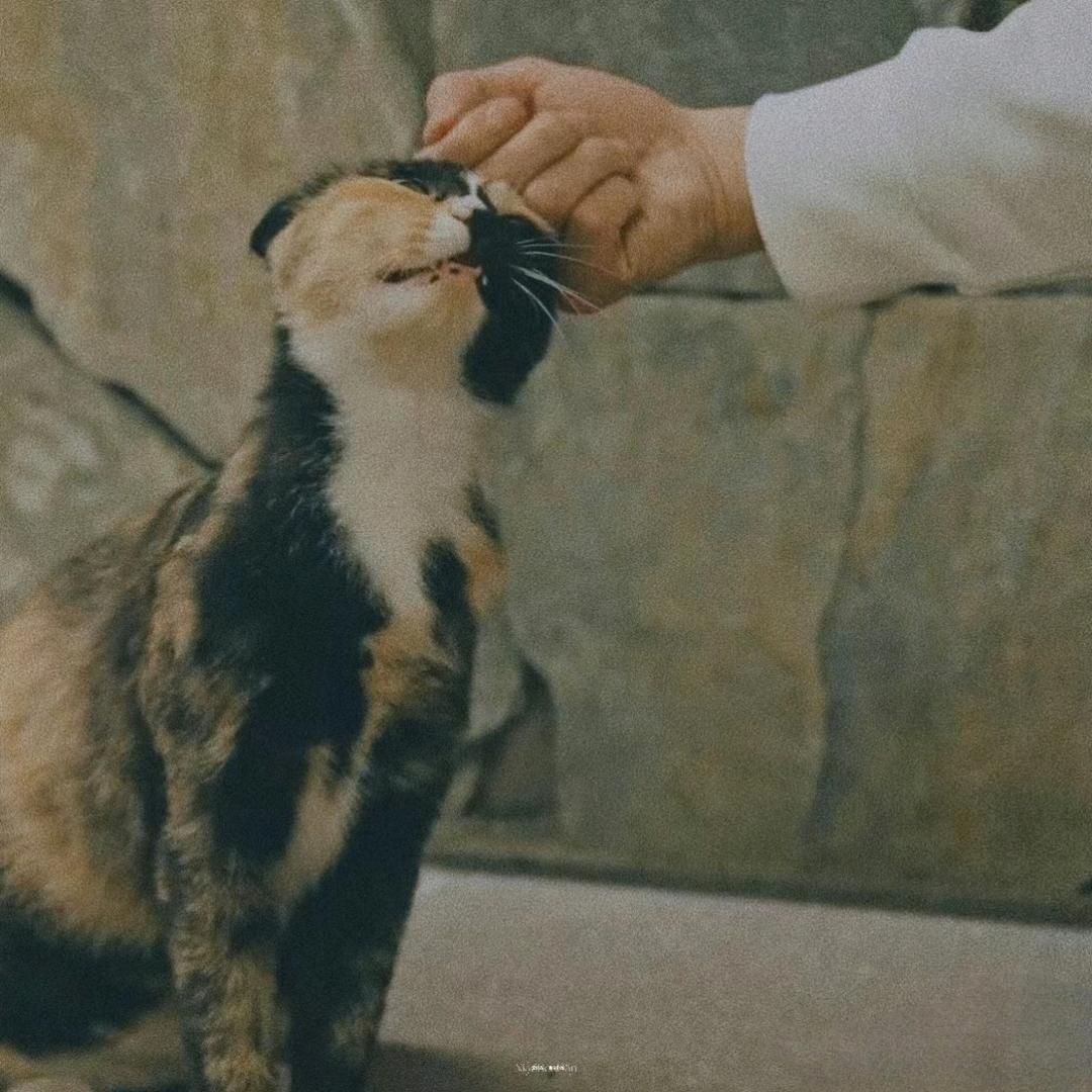 🍪头像