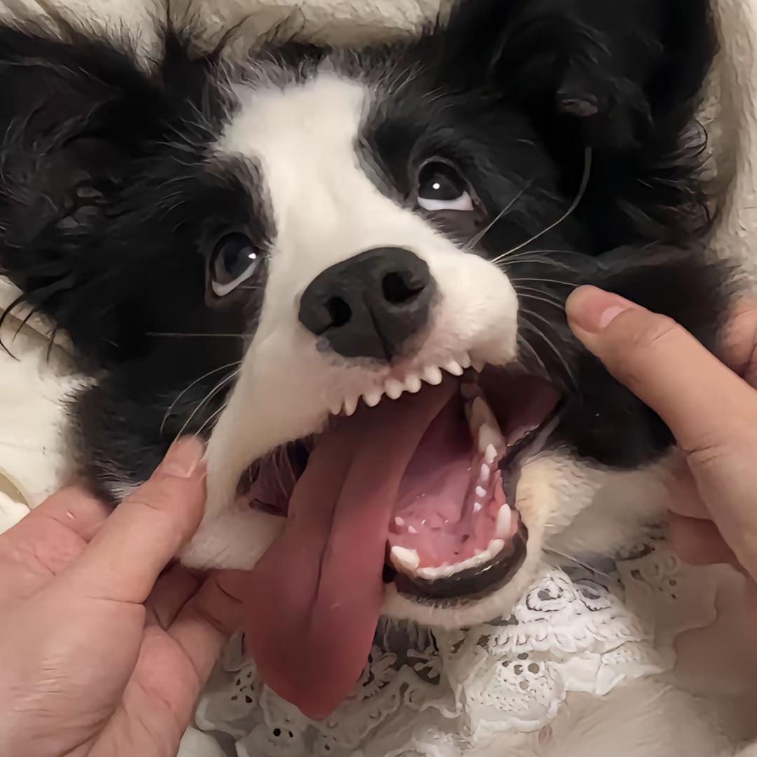 邶邶