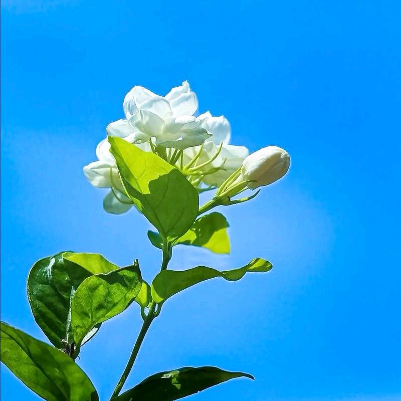 岁月静好@