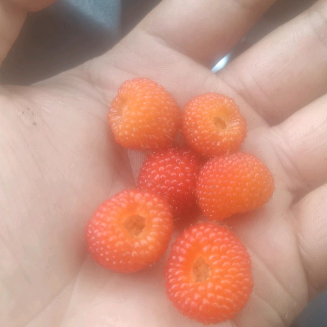 🍀近🍀㿝㝊