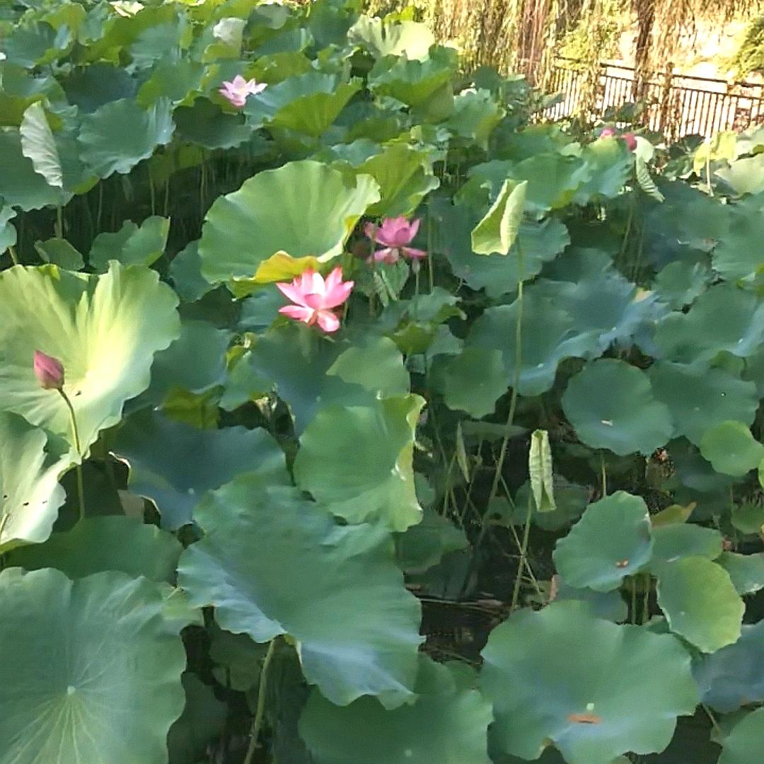 翔悦