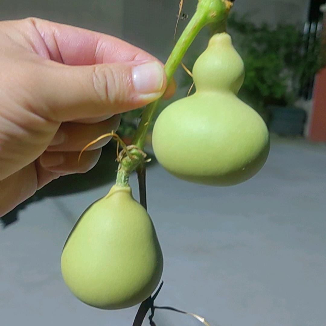 牛牛哥