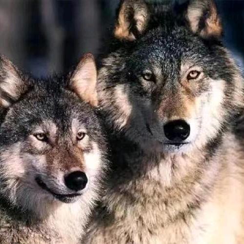 狼狼同学🐺