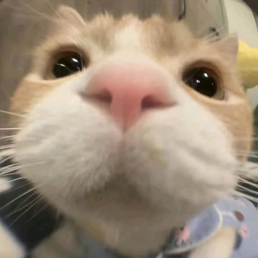 睡不完的觉
