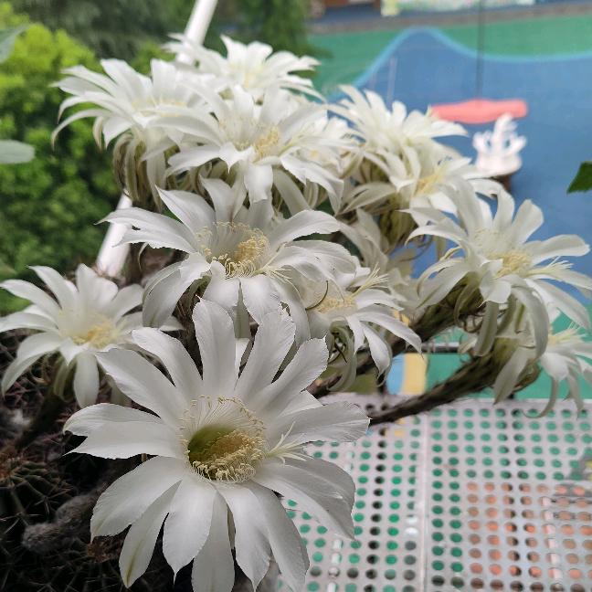 戒持🏵️定吾