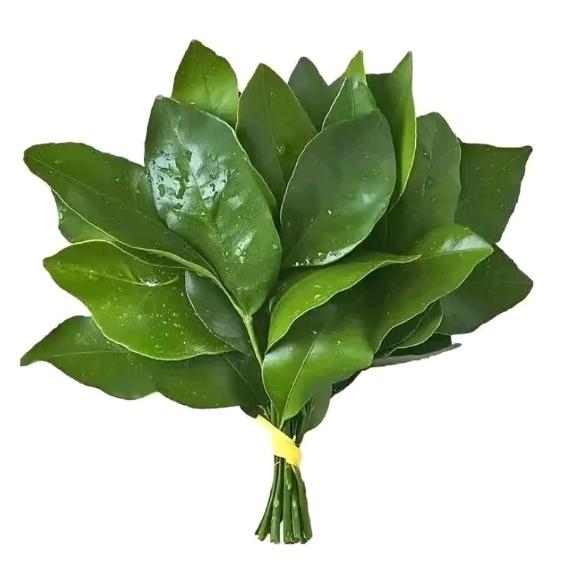 好运莲莲