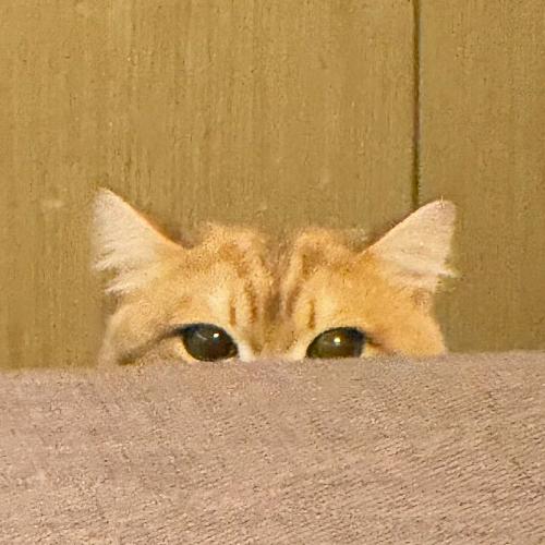 Willow