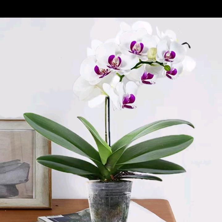 紫薇女人（拒私聊）