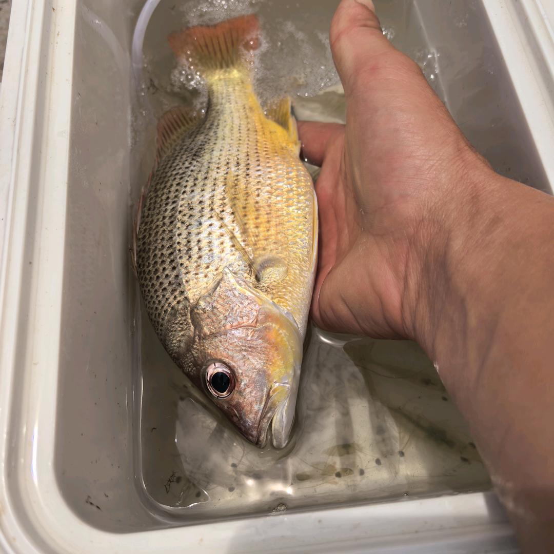 🐟🐟🐟
