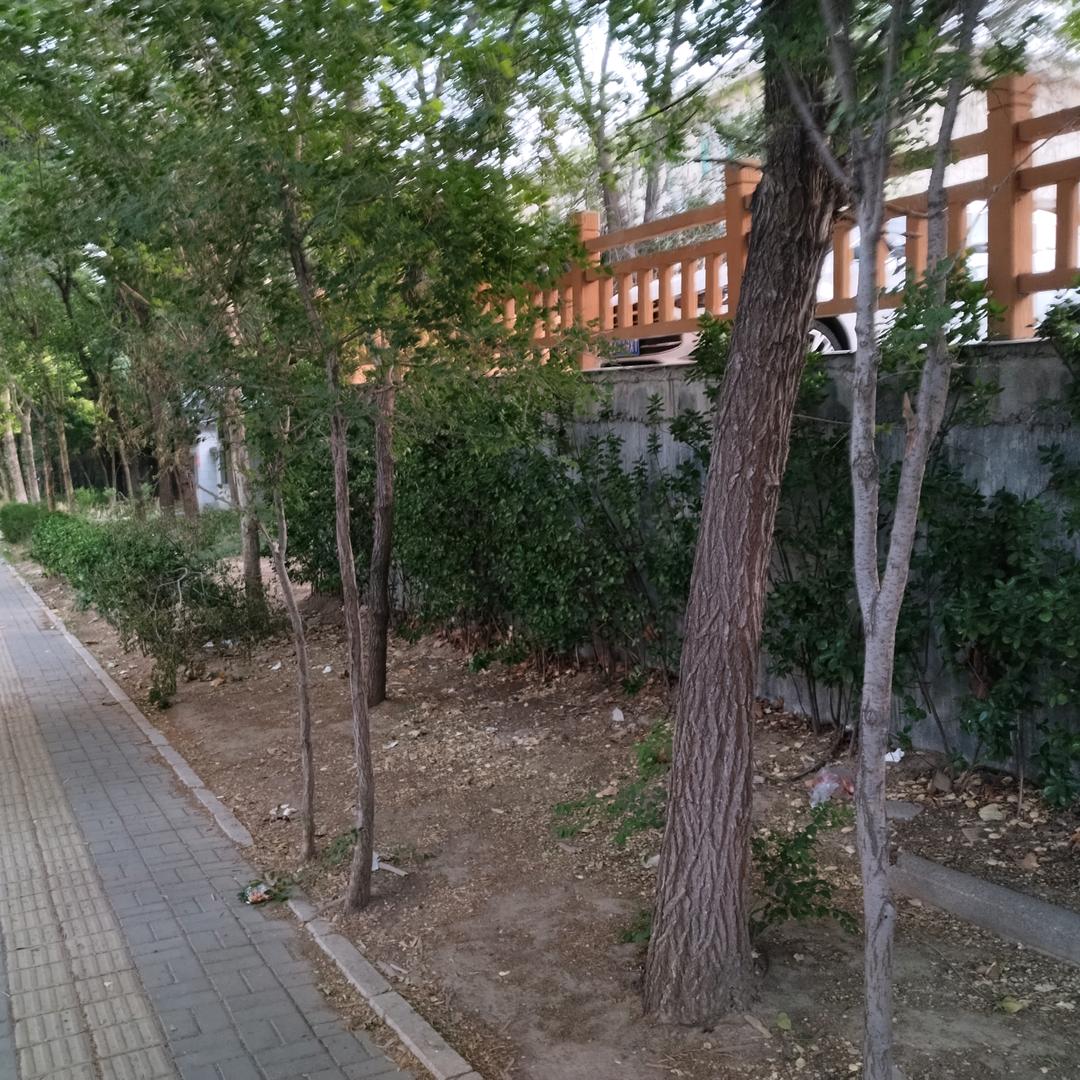漫花的花