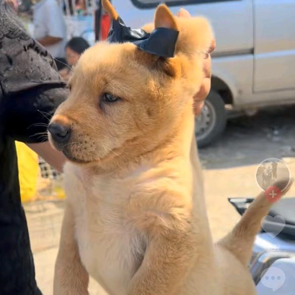 广西玉林田园犬小土松