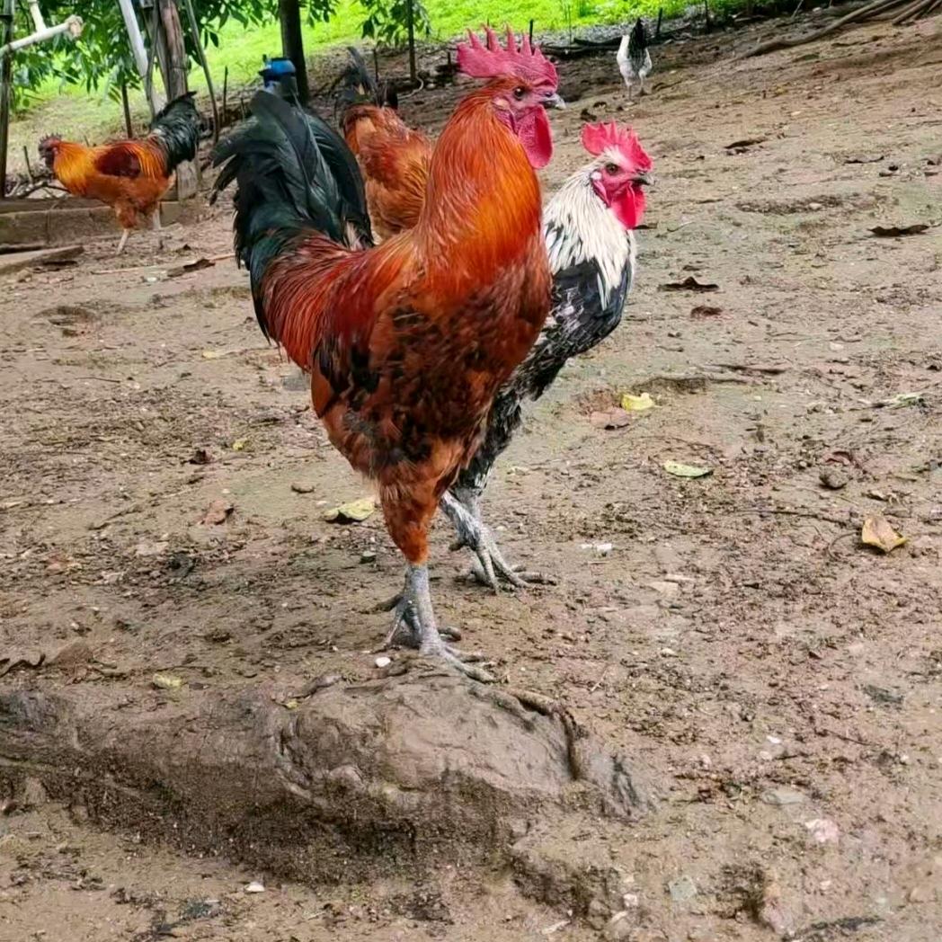 助农家乡土货出川优品小铺